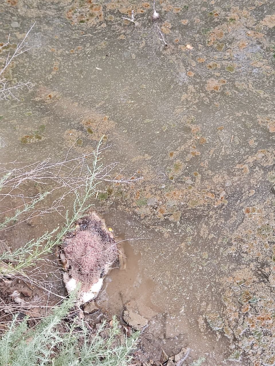 Мертвая птица в пруду хутор Гремучий, Благодарненский район, Старвопольский край.