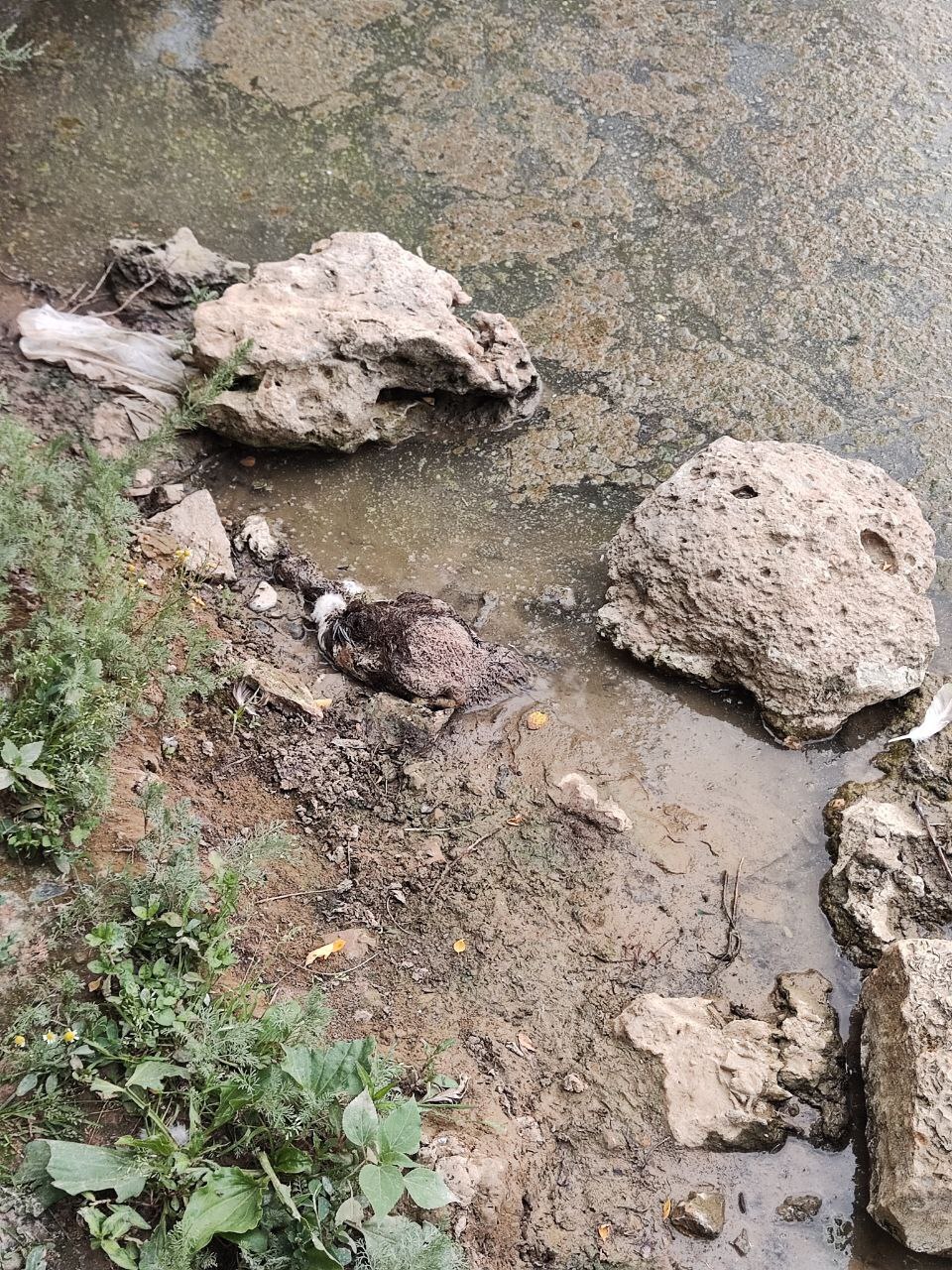 Мертвая птица в пруду хутор Гремучий, Благодарненский район, Старвопольский край.