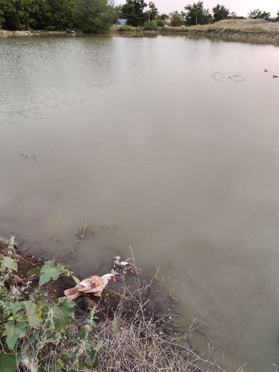 Мертвая птица в пруду хутор Гремучий, Благодарненский район, Старвопольский край.