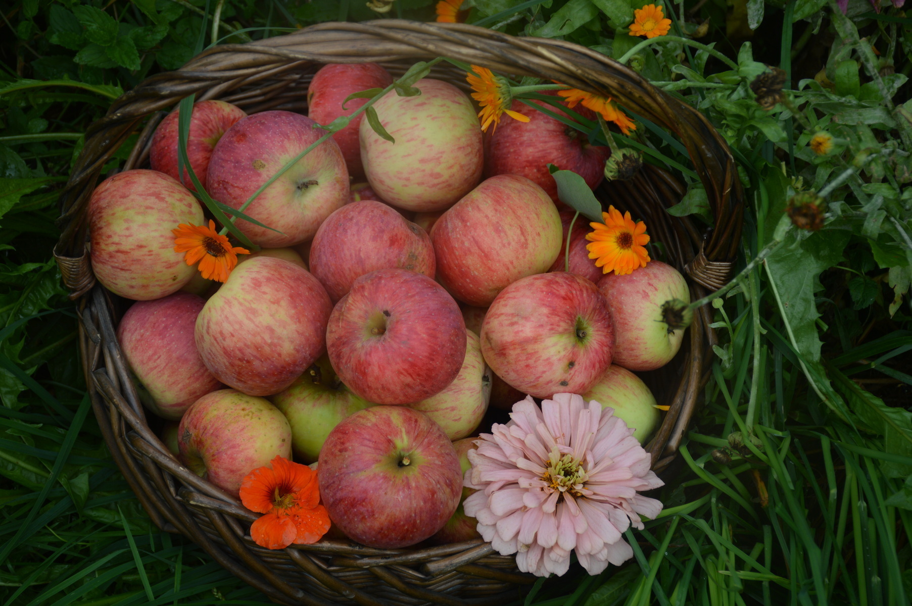 Прощай, старая яблоня