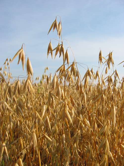 🟩Овёс и молодость кожи. Чем лечить запоры и снимать алкогольную зависимость. Народная медицина