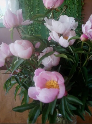 🟩Пионы. Марьины коренья. Мощный анальгетик в народной медицине. Здоровье и красота