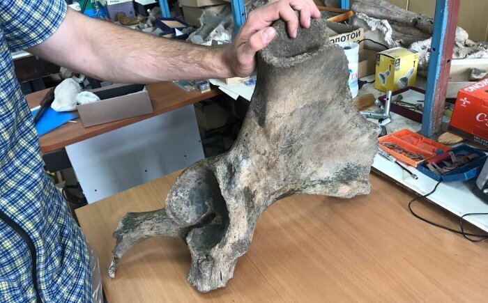 Сибирь - родина слонов