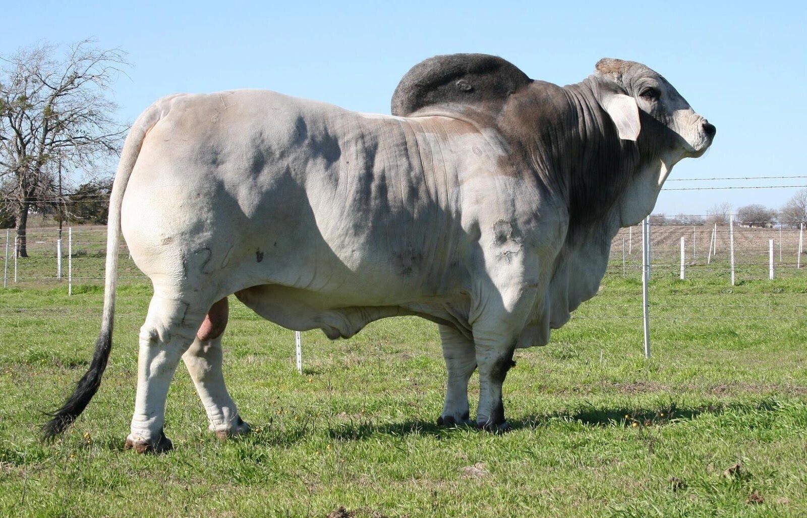 БРАХМАНЫ - Как создали мясное чудовище