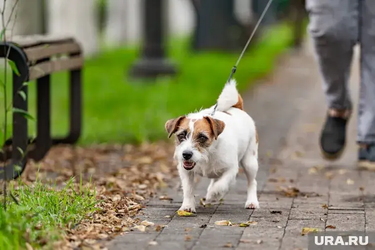 Всех домашних животных поставят на учет