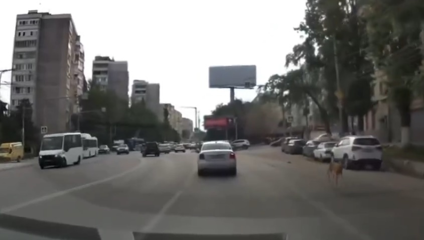 Депортация в лес как награда