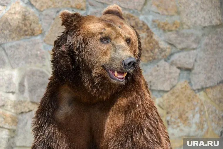 Медведь отнял у туристов шашлык