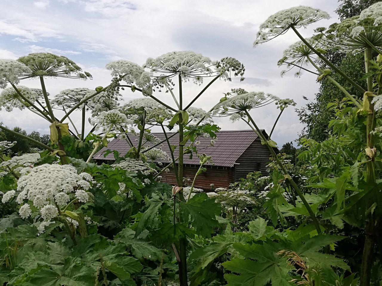 Борщевик дрожит: депутаты объявили войну сорнякам (а заодно и землевладельцам)