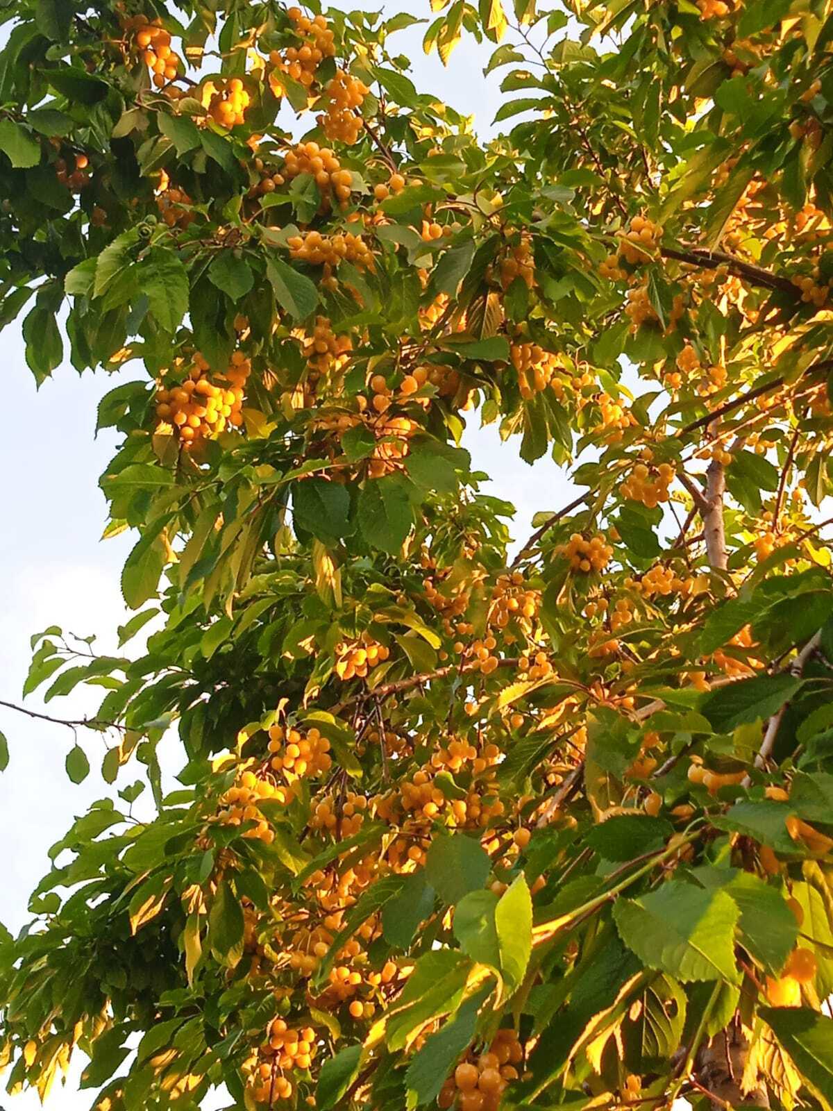 "Янтарное ожерелье": желтая черешня Рондо не только невероятна вкусная, но и очень красивая