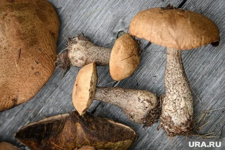 Опасность "тихой охоты"