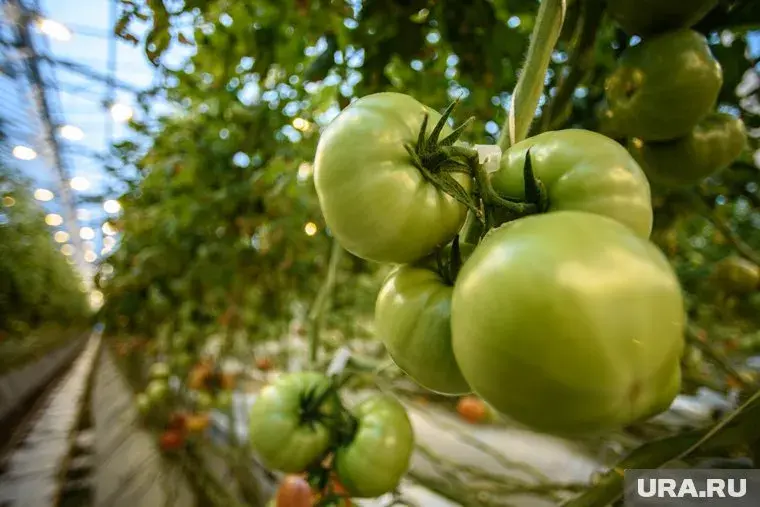 В США начали увольнять русских и китайцев