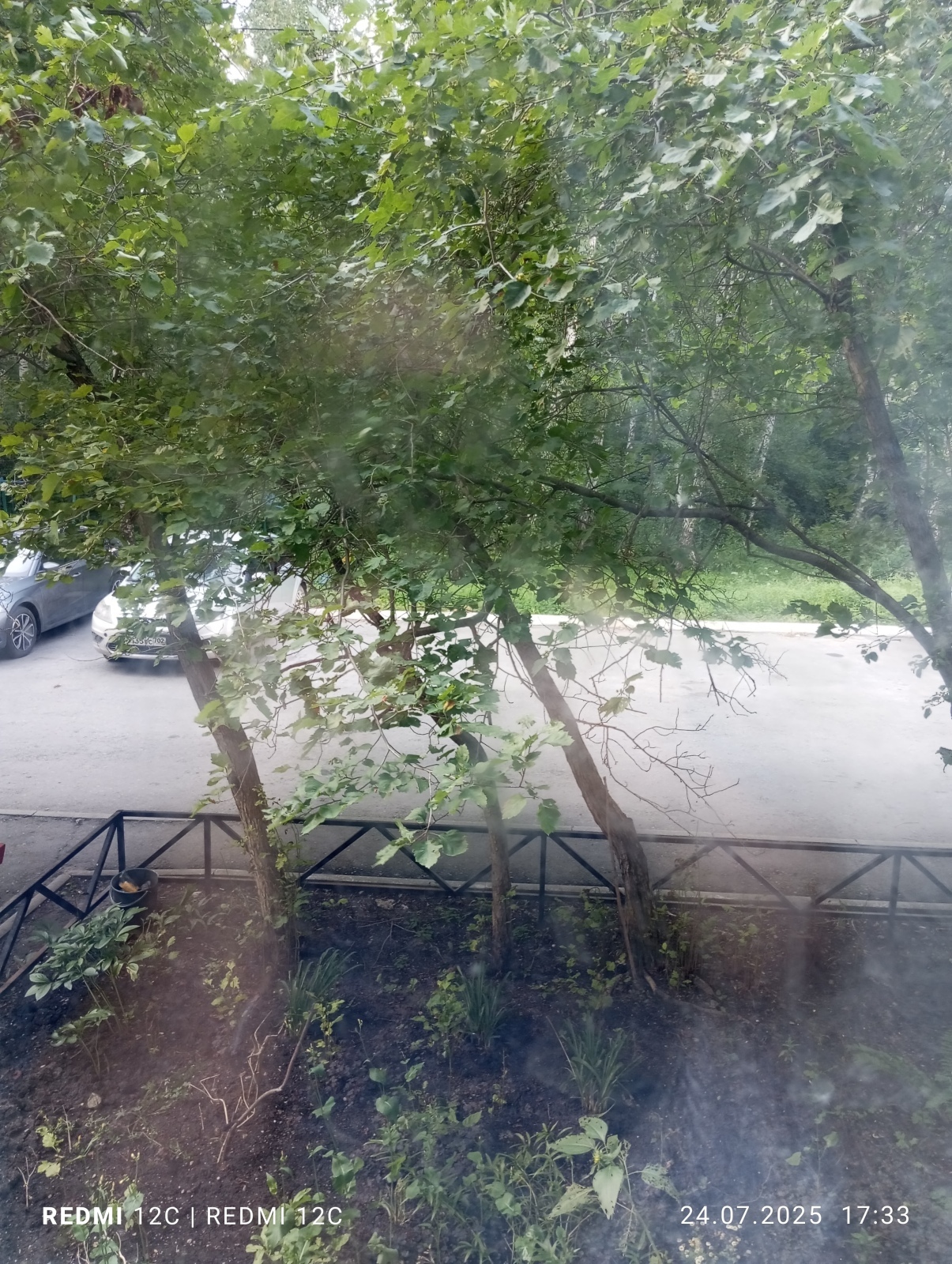 Хотят спилить боярышник которая растёт у подъезда мкд.