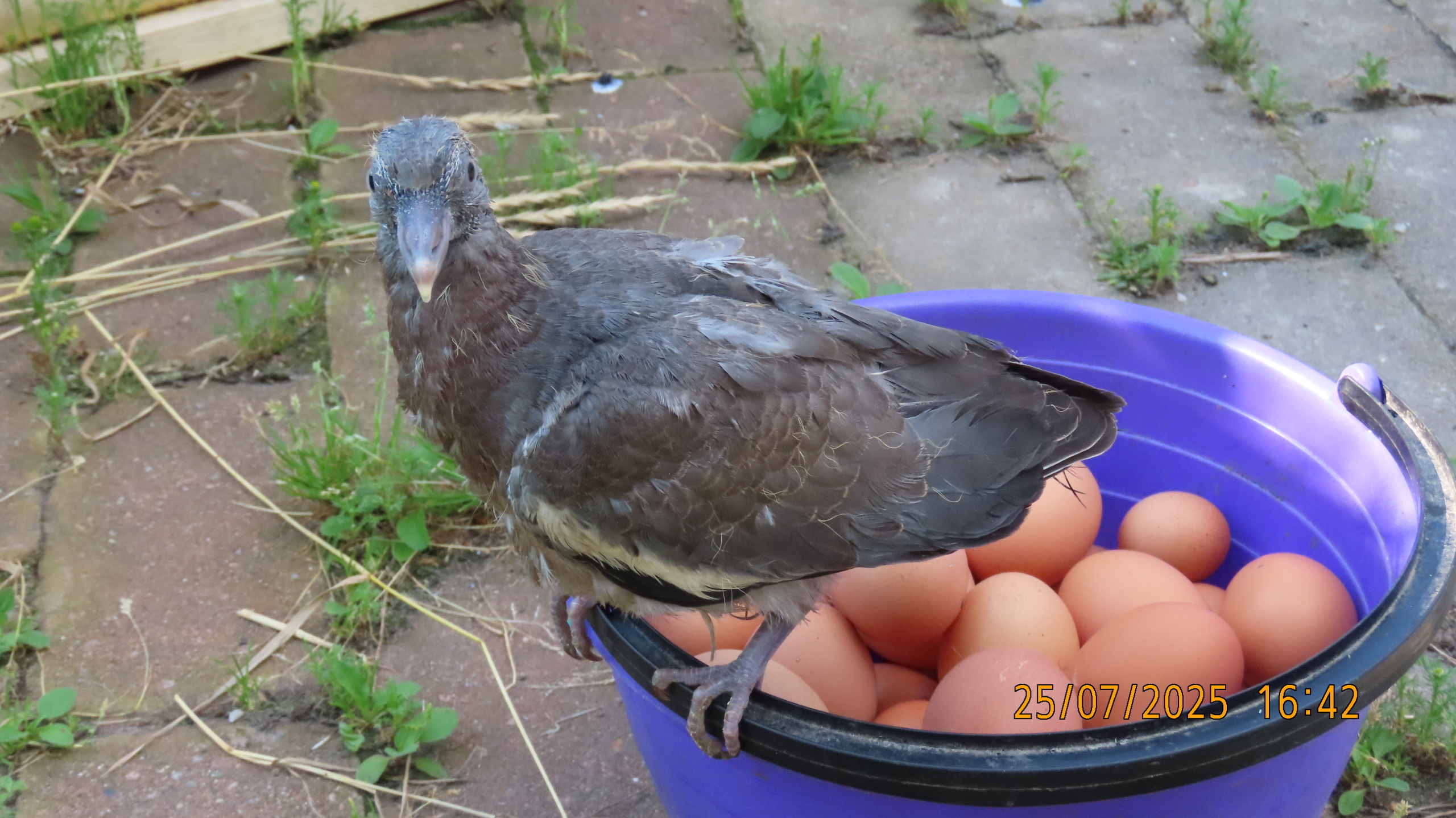 Как Лето - 2025 в очередной раз провело нас.