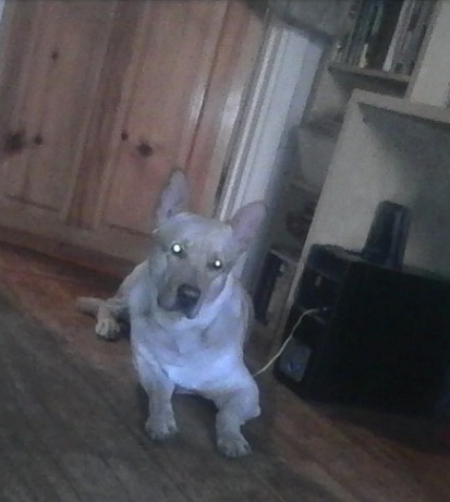 🔥🔥🔥В Анапе,таксист отказался исполнить заказ. И огромный Песиль умер от боли и страха