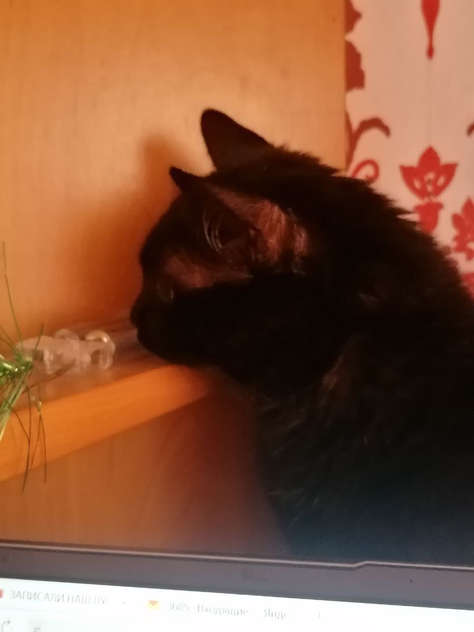 Животные и темперамент: всё, как у людей