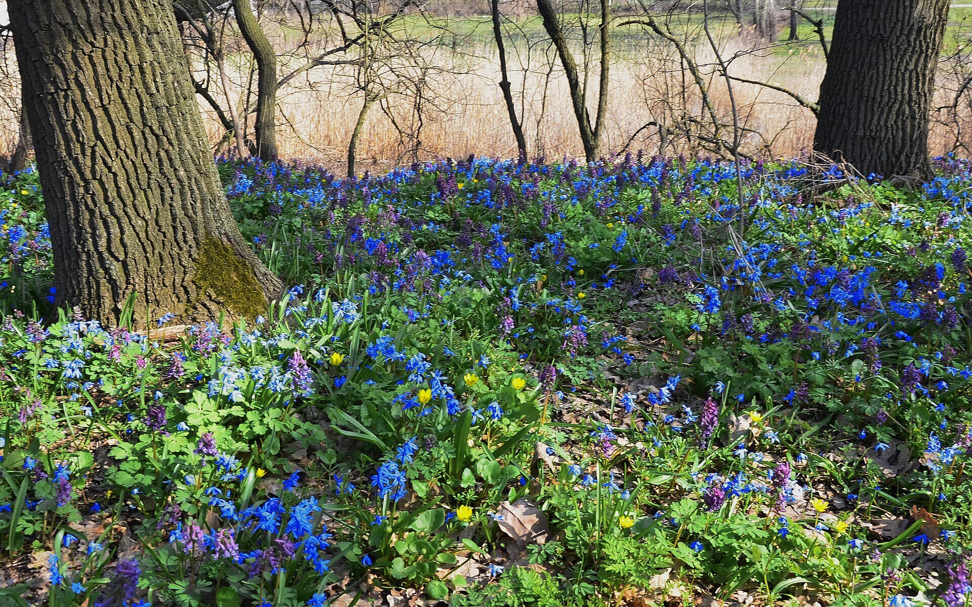 Однажды ранней он весной! К деревьям сыпал перегной! Рифмоплетство.