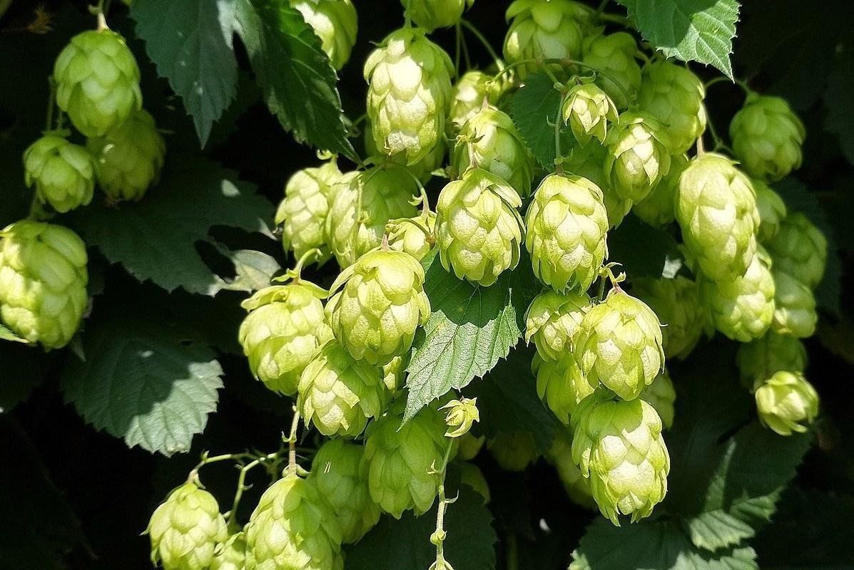 Хмель