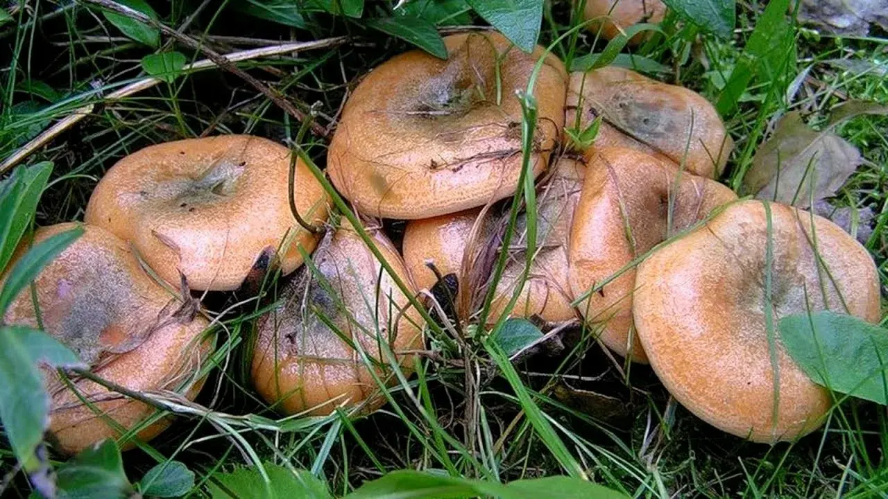 Неприкасаемые грибы не трогать!