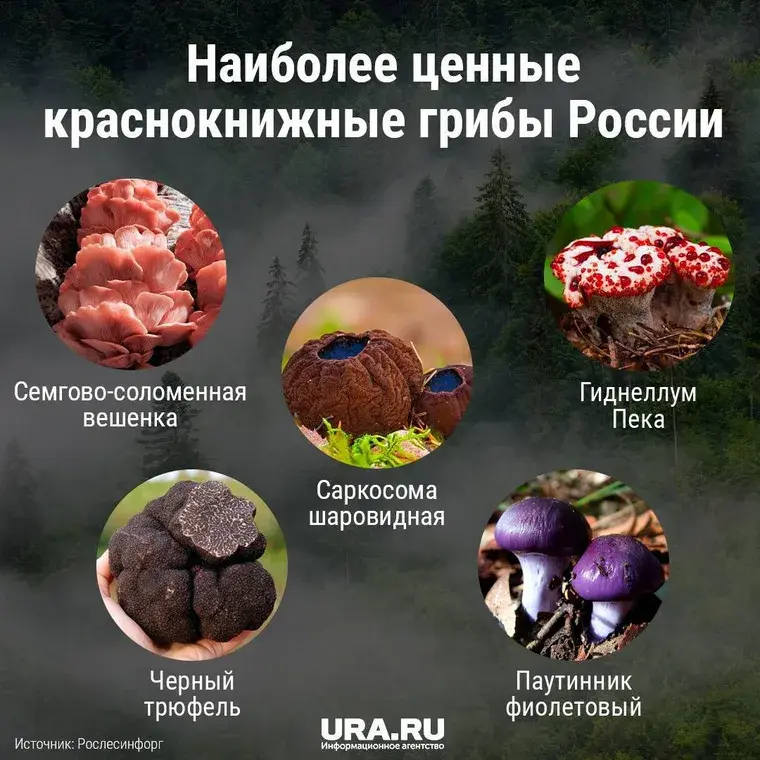 Неприкасаемые грибы не трогать!