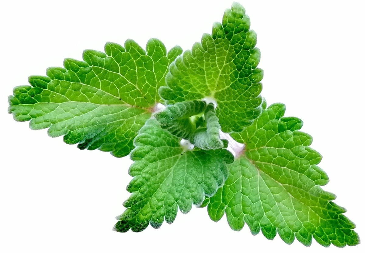 Не мята, а лучше: выращивайте свой антистресс