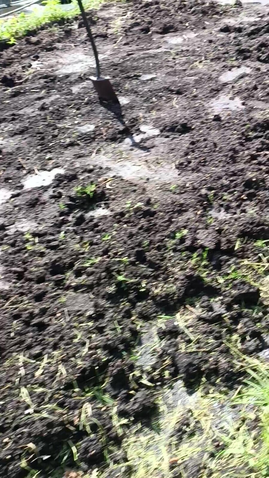 Наивность, безрассудство или тонкий расчёт?