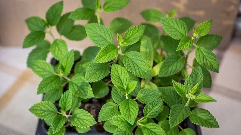 Не мята, а лучше: выращивайте свой антистресс