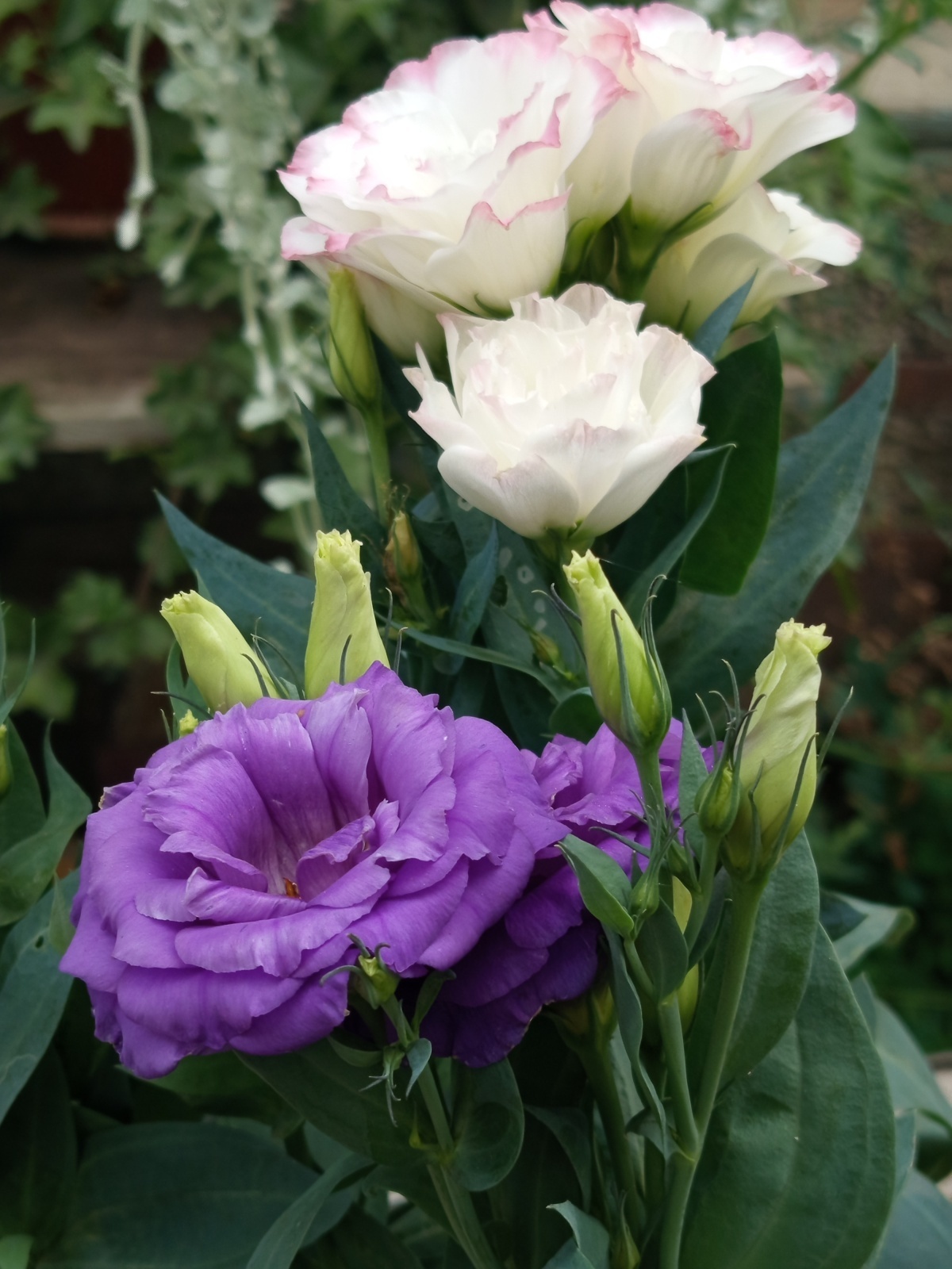 От своей природы не уйдешь!