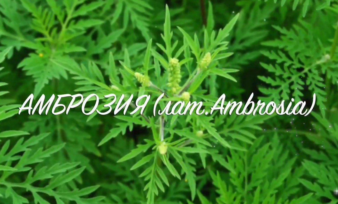 Россельхознадзор сообщает: на территории России начинается активный период цветения амброзии