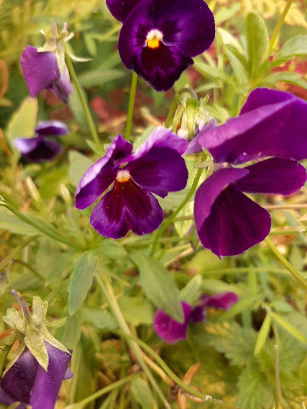 Деревенское разноцветье: цветы, выращенные в 2025 году