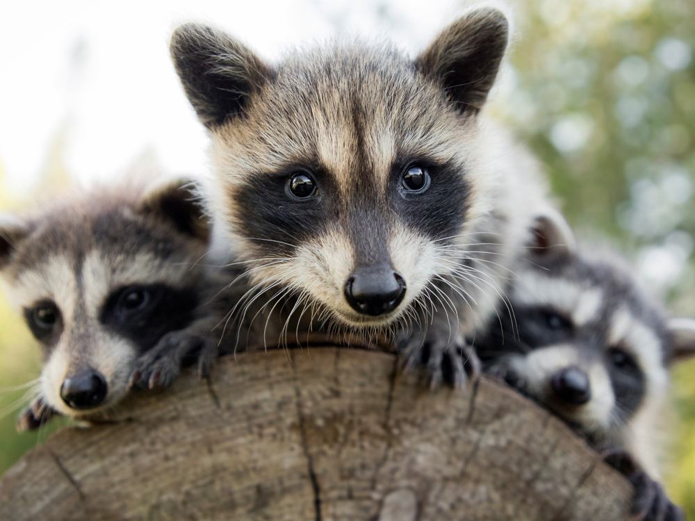 Можно ли завести енота в квартире: правовой аспект