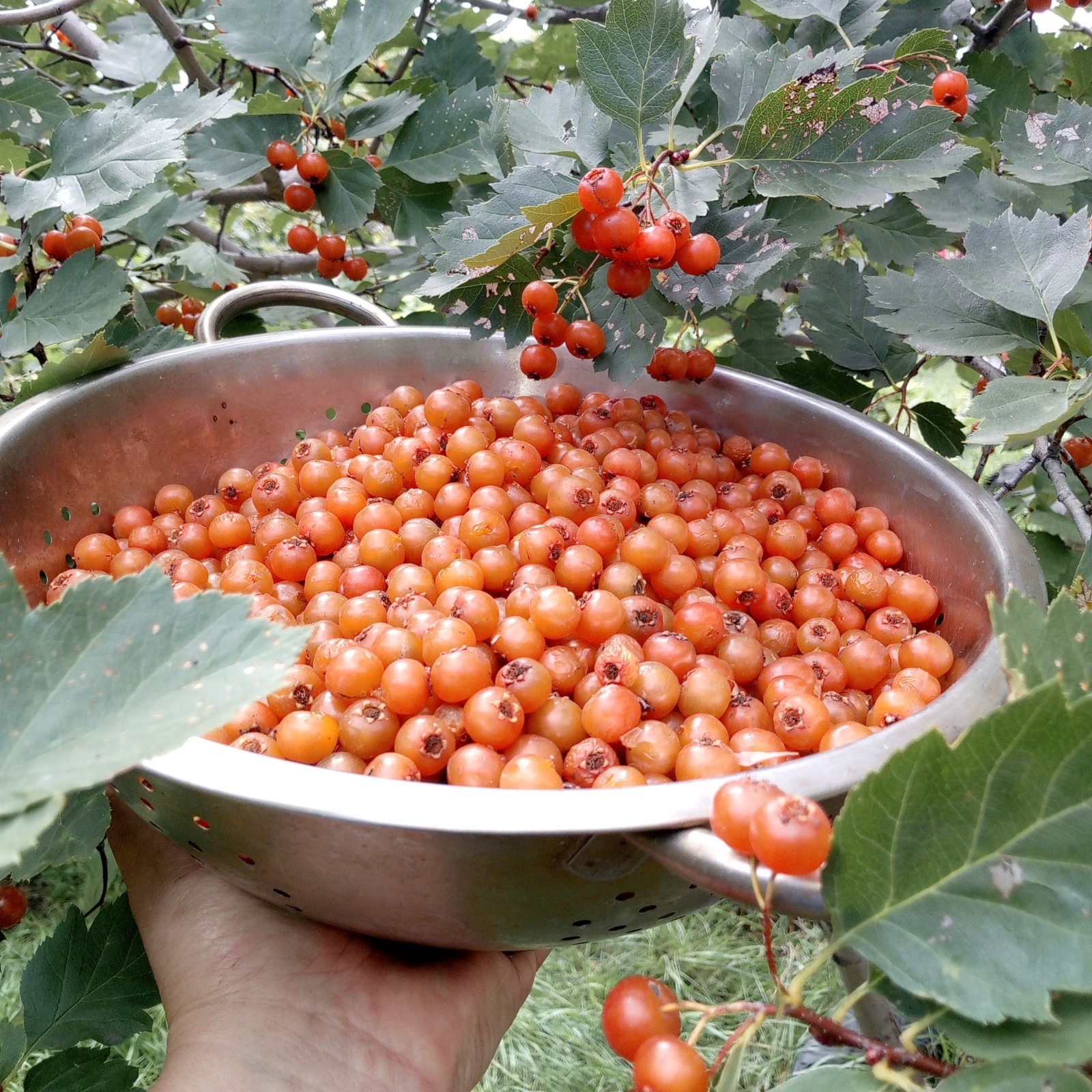 Новые изменения на летней кухне.