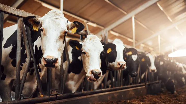 Шесть человек погибли в результате несчастного случая на молочной ферме.