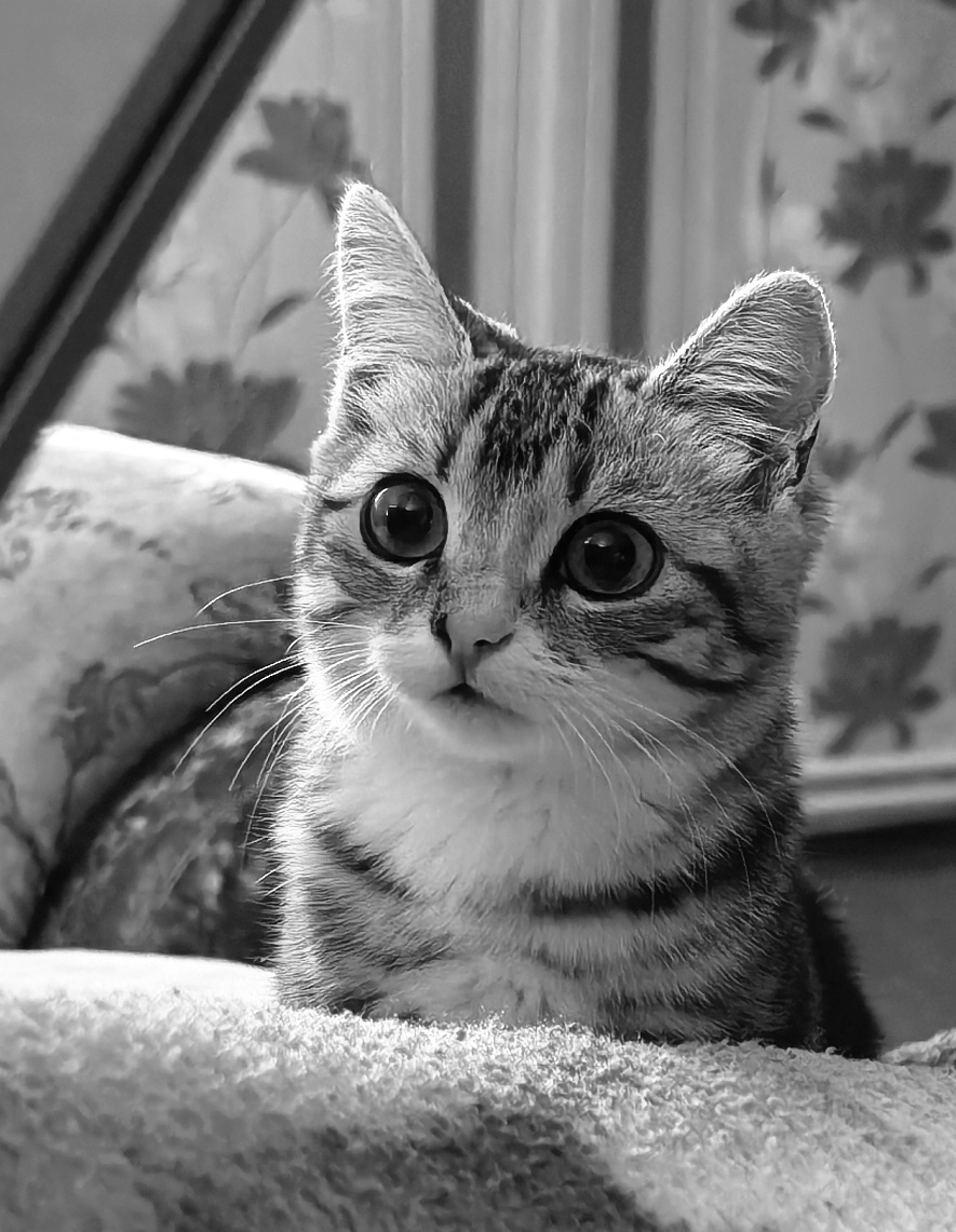 Крысиная "лояльность" против мозга