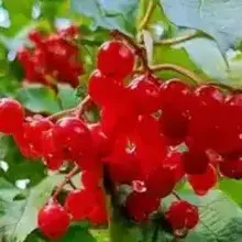 Лисенка77, г. Канск