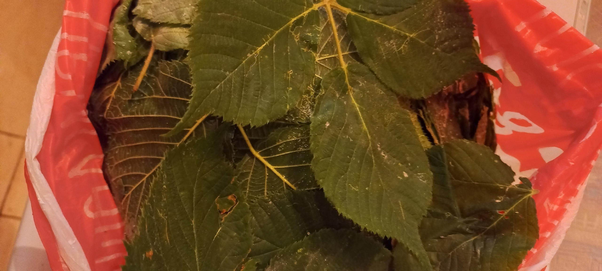 Листья ежевики заморозить нельзя выбросить..