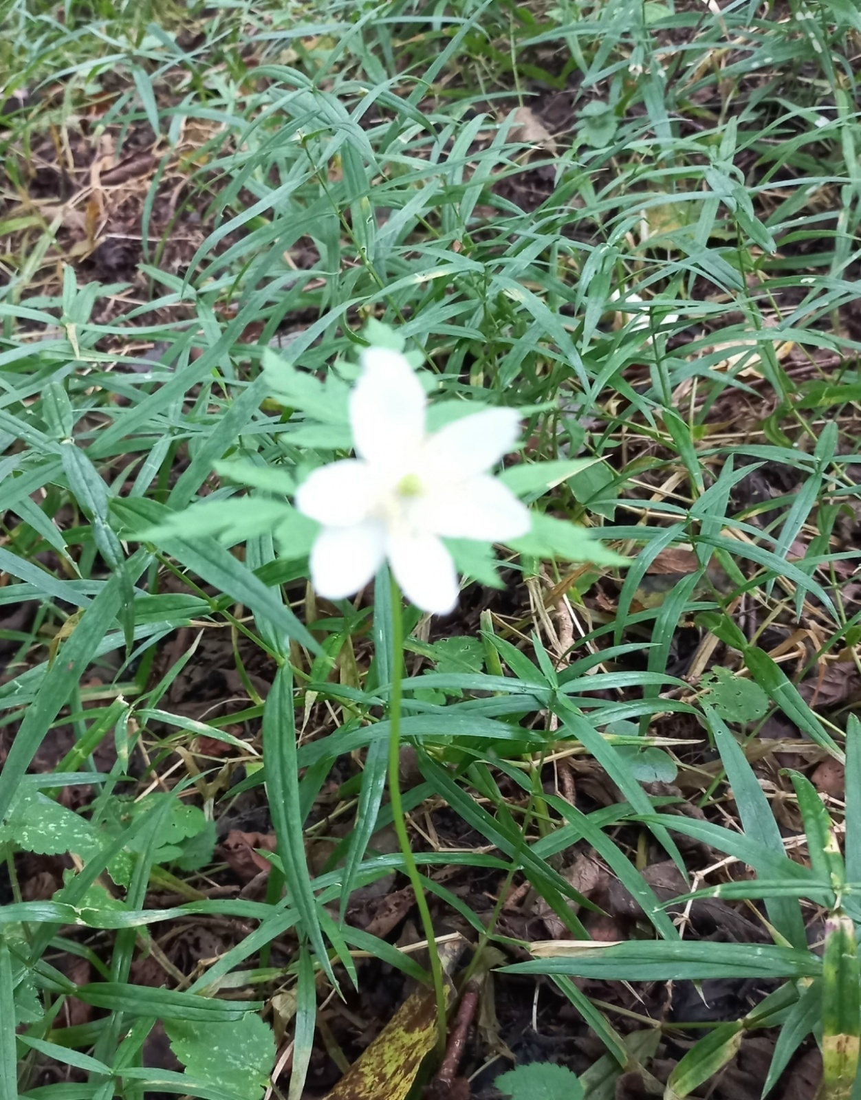 Грибной сезон 2025, поход в лес 28.08.2025