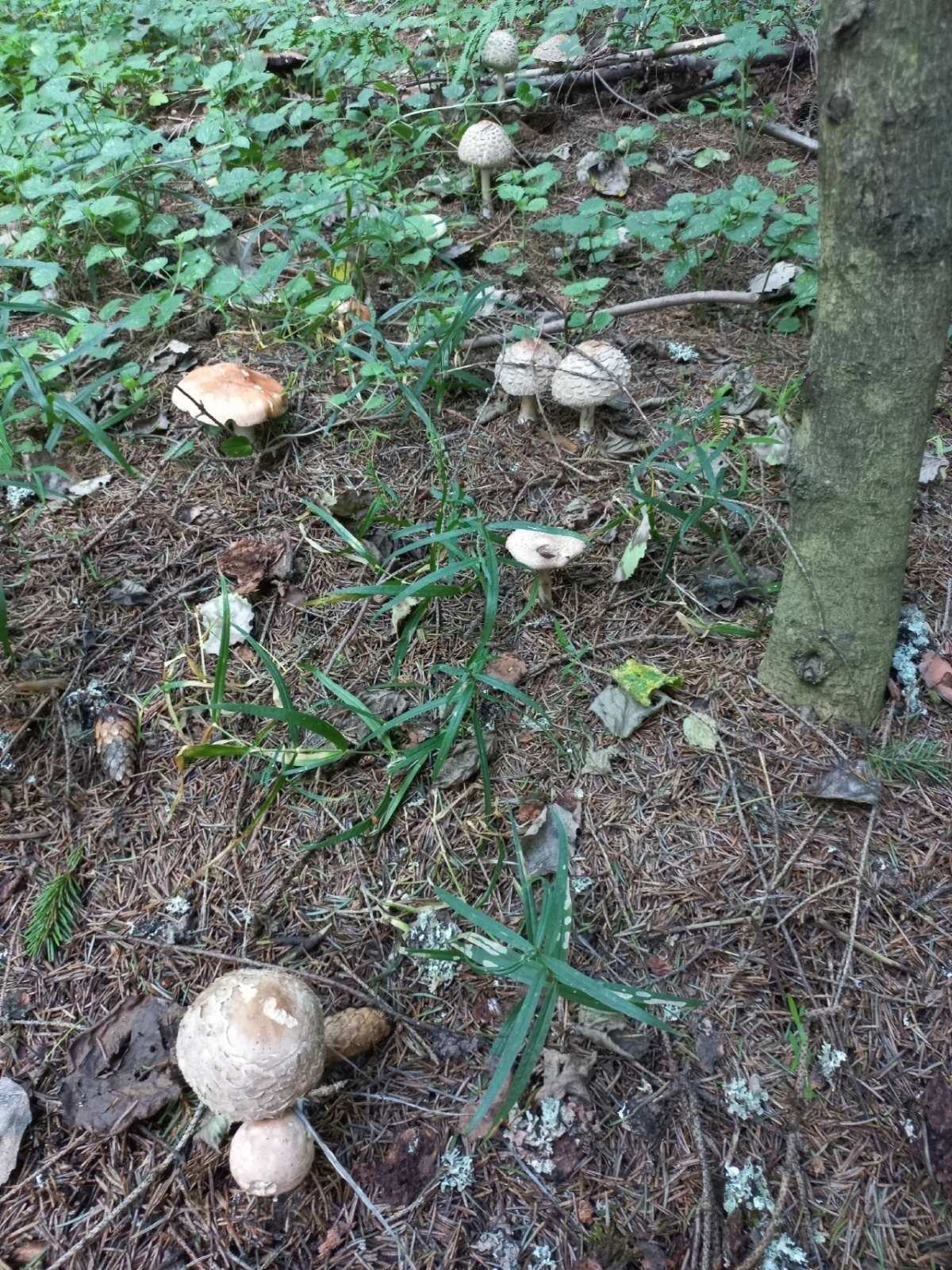 Грибной сезон 2025, поход в лес 28.08.2025