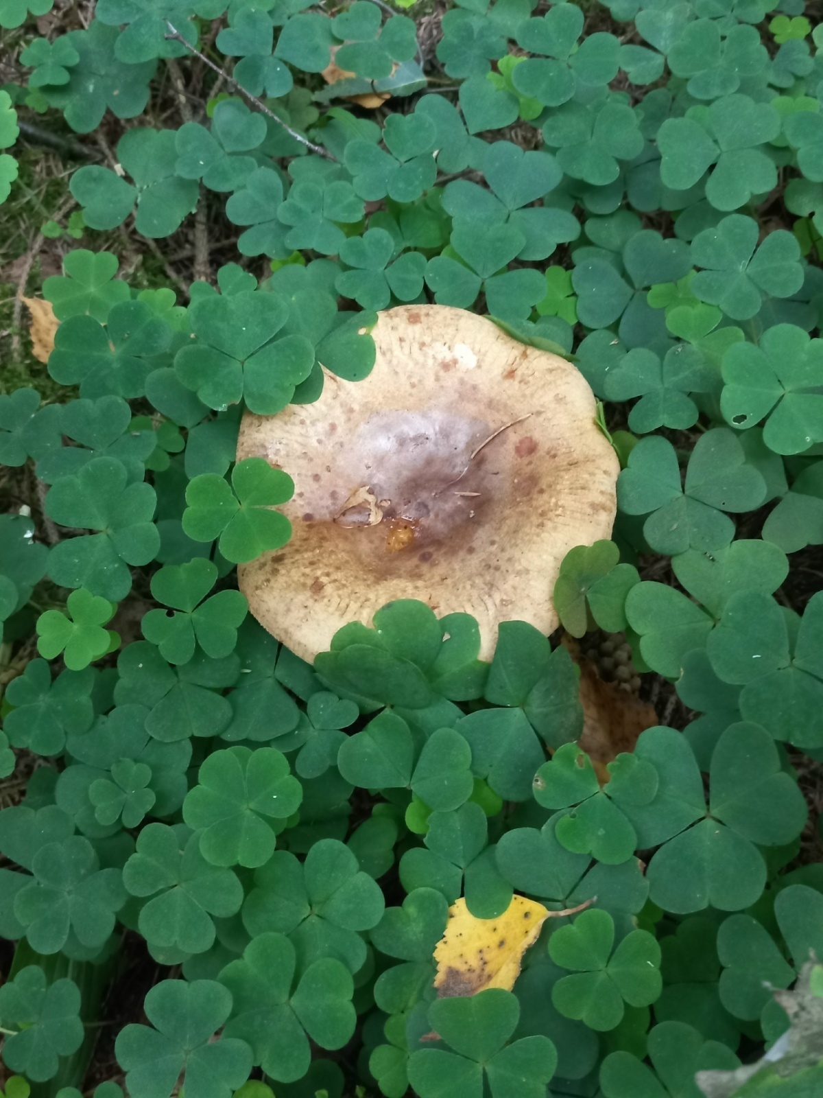 Грибной сезон 2025, поход в лес 28.08.2025