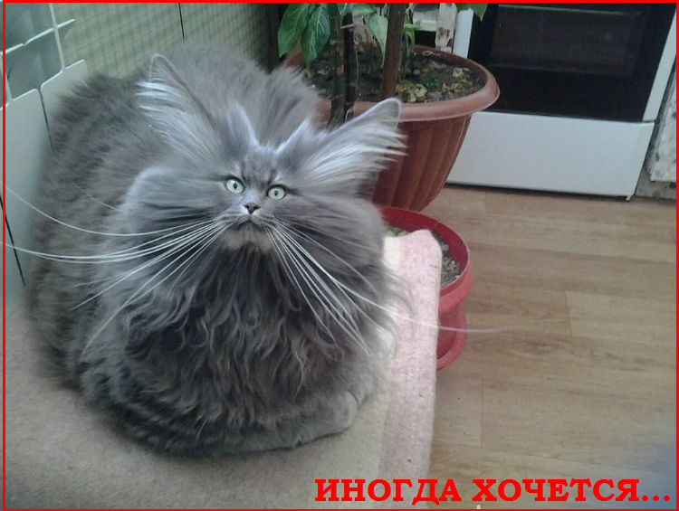 Котопозитивчик «Провожаем лето»