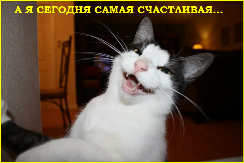 Котопозитивчик «Провожаем лето»