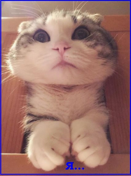 Котопозитивчик «Провожаем лето»