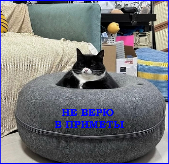 Котопозитивчик «Провожаем лето»