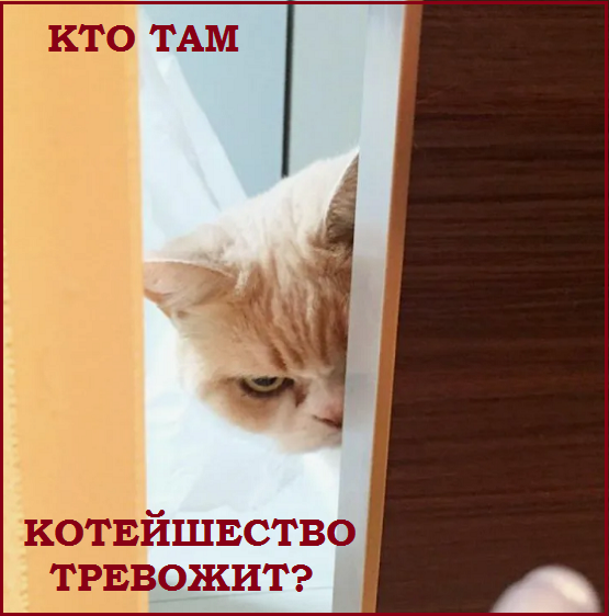 Котопозитивчик «Провожаем лето»