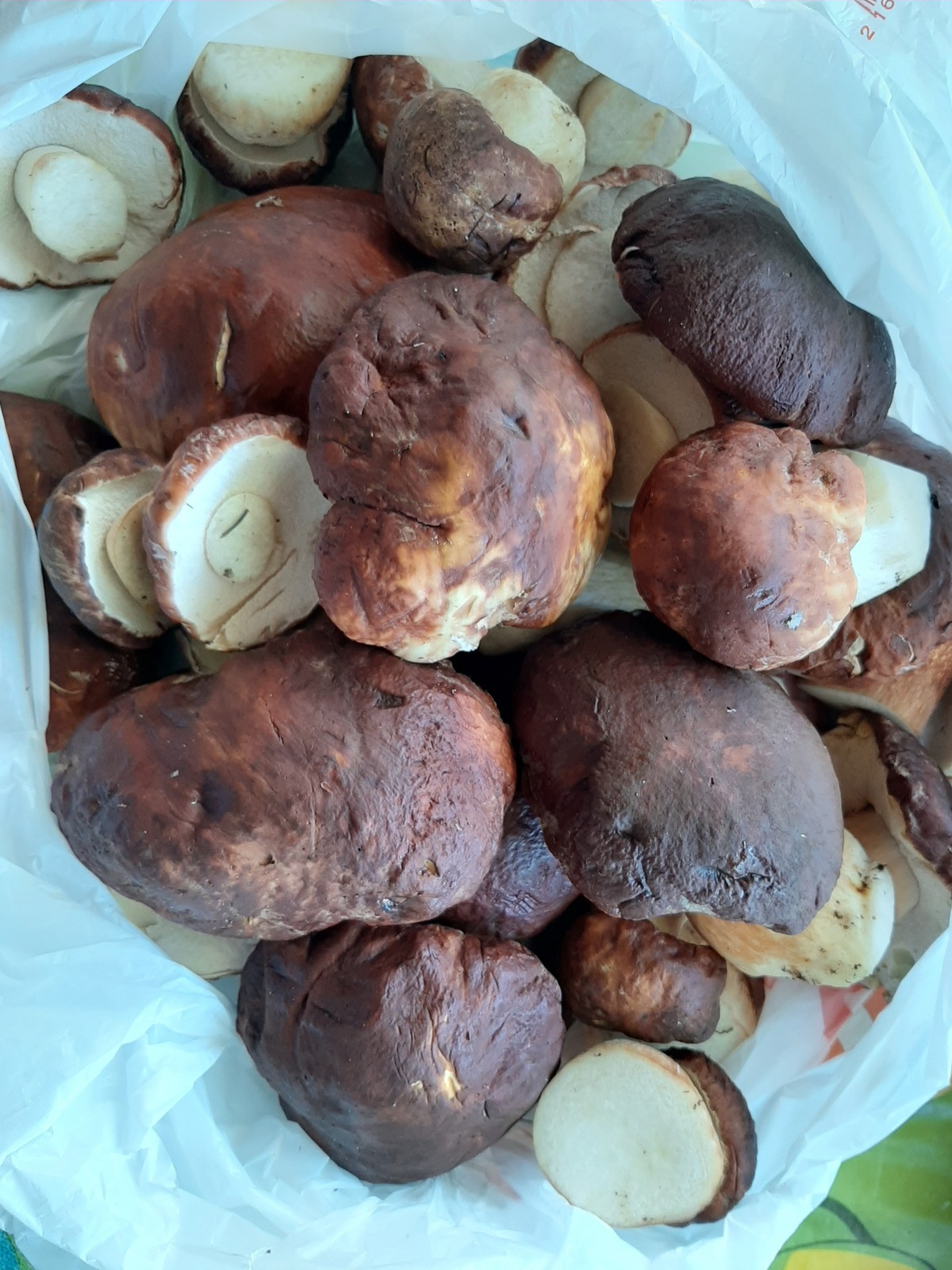 Как я провела лето: урожай 2025. Что удалось вырастить