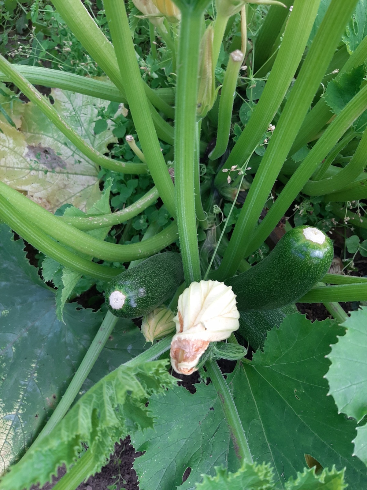 Как я провела лето: урожай 2025. Что удалось вырастить