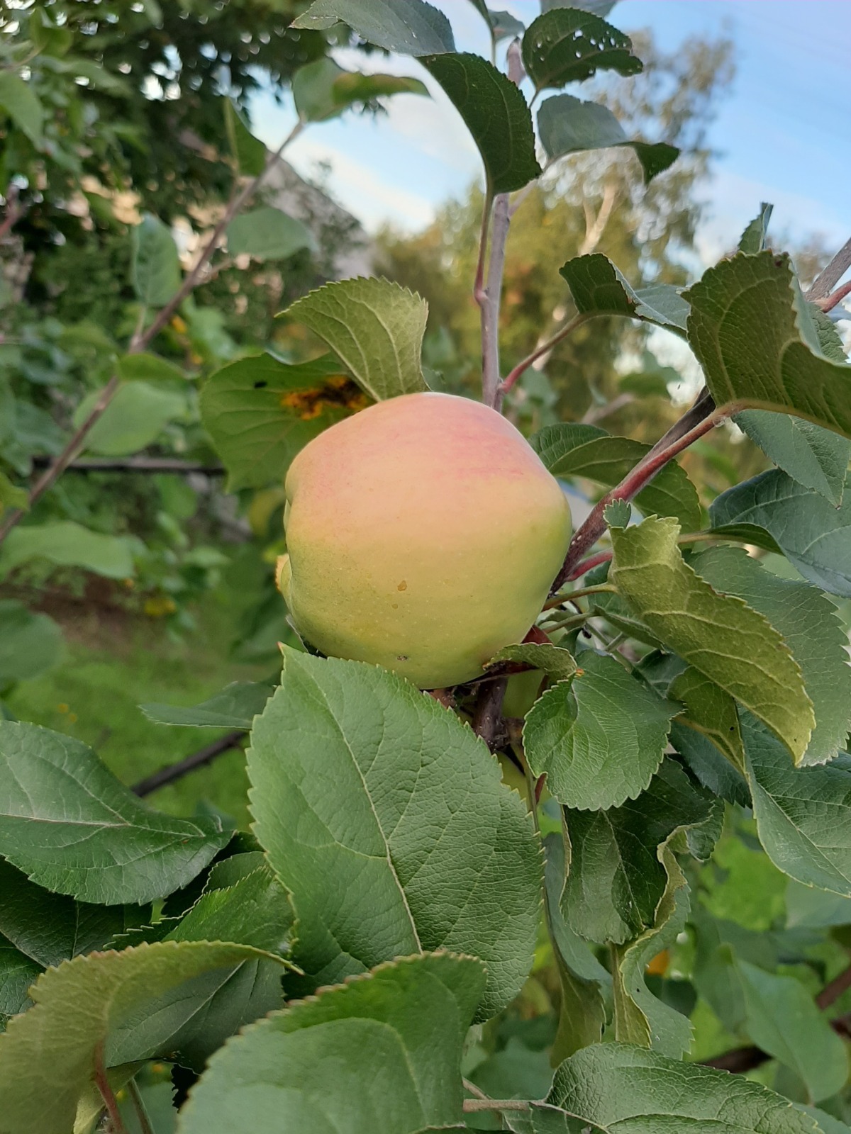 Как я провела лето: урожай 2025. Что удалось вырастить