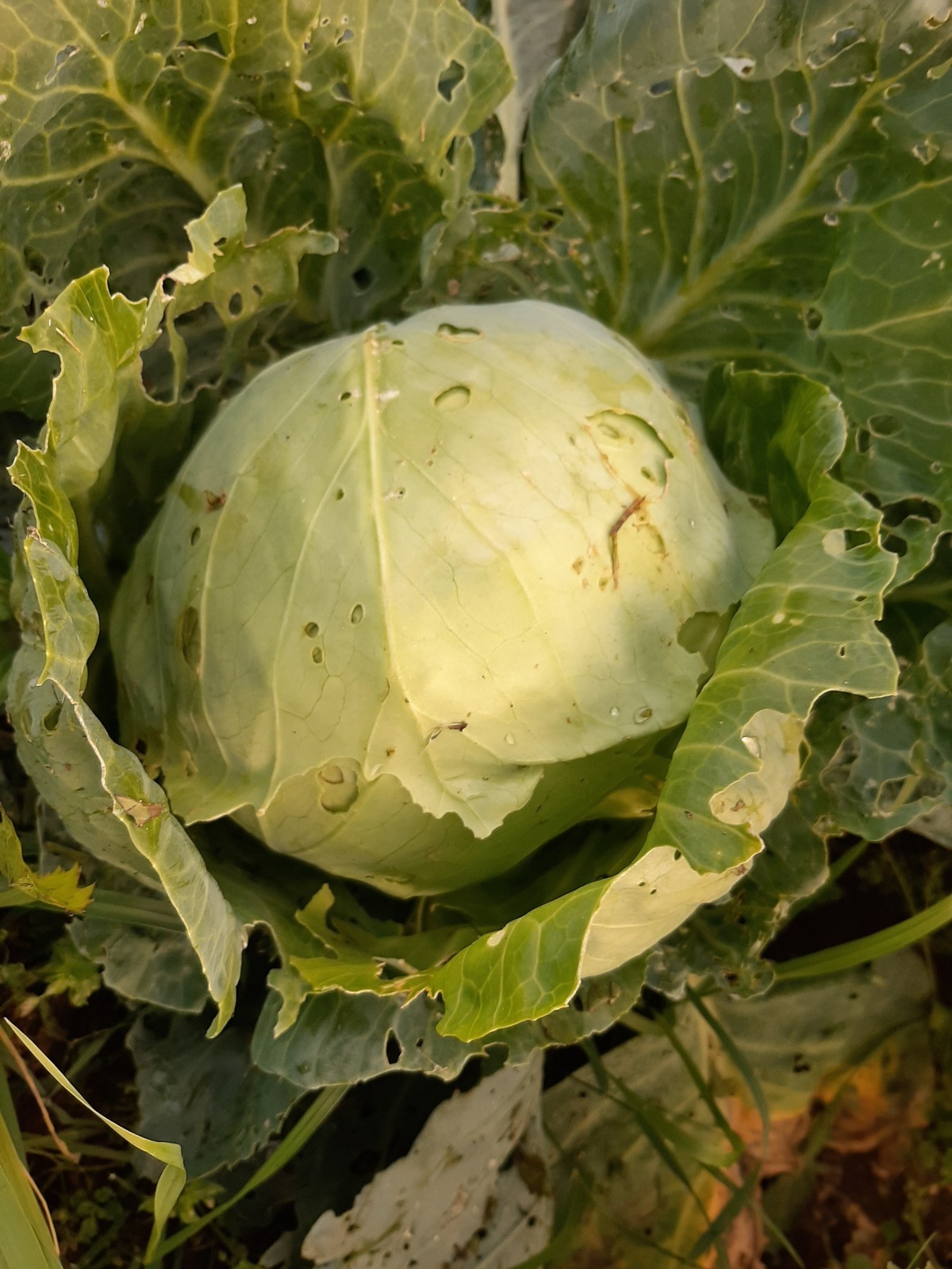 Как я провела лето: урожай 2025. Что удалось вырастить