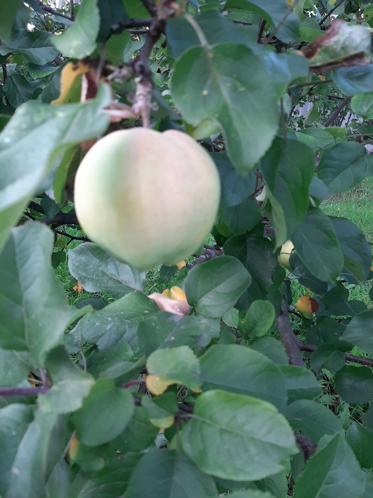 Как я провела лето: урожай 2025. Что удалось вырастить