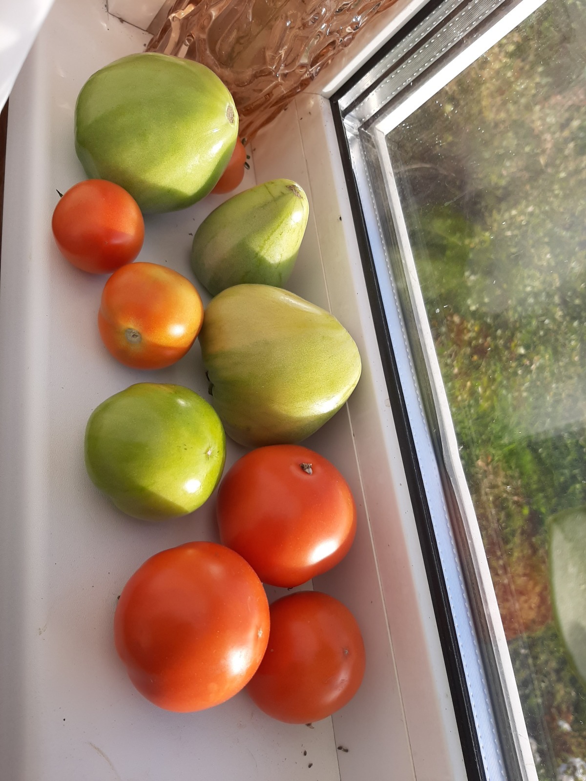 Как я провела лето: урожай 2025. Что удалось вырастить