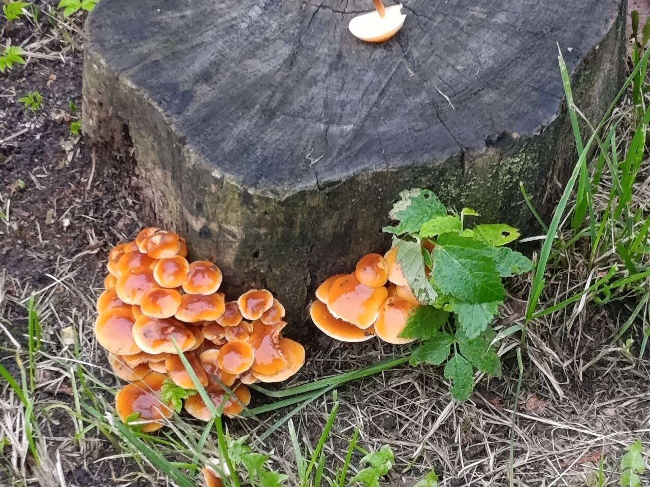 Неожиданная встреча у Московских ворот. Вы знаете, кто это?